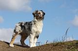 BERGER AUSTRALIEN PUPPIES 368